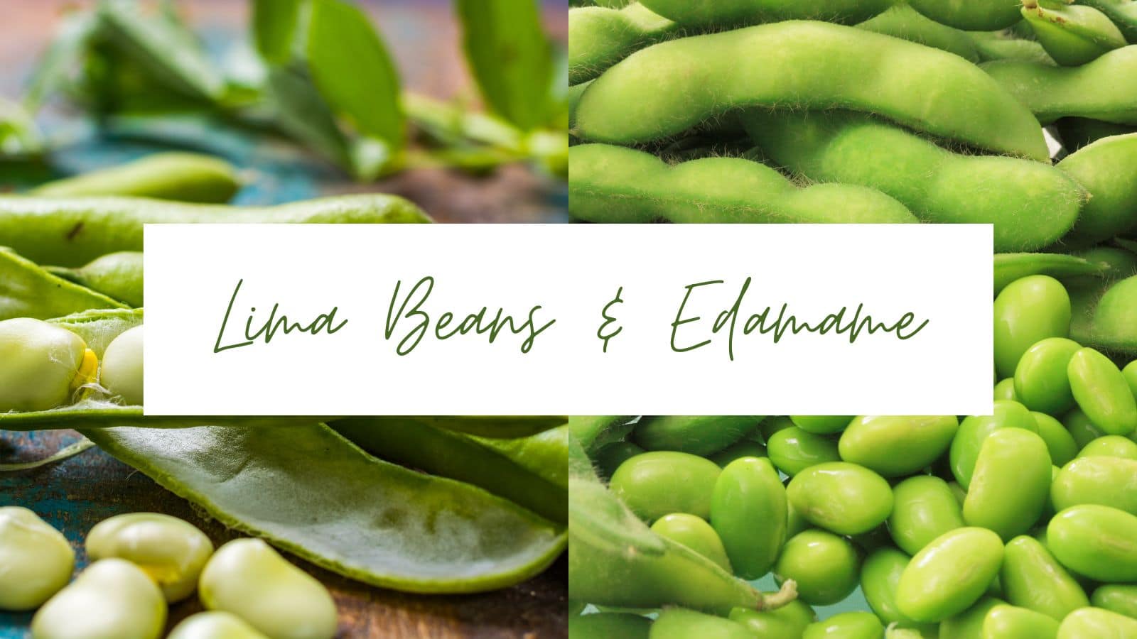 Lima-beans-&-edamame -comparison-pictures
