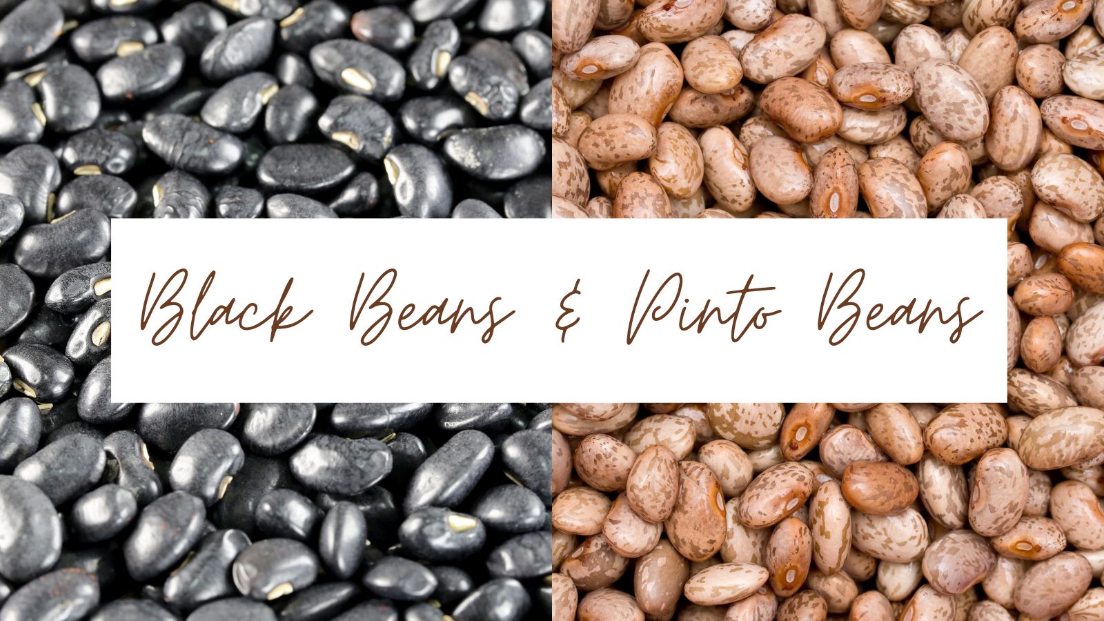black-beans-&-pinto-beans-comarison-picture